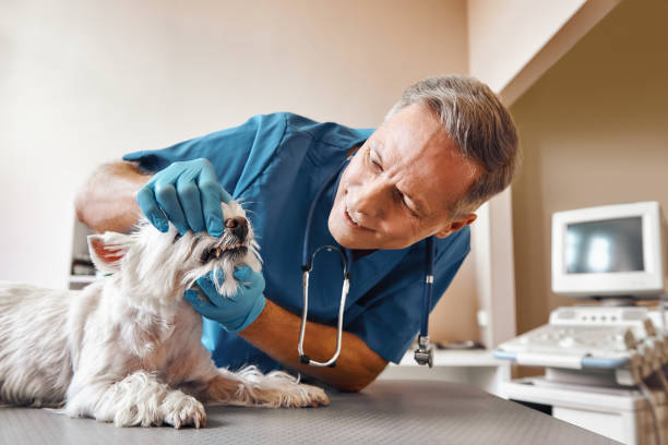Best Urgent Dental Care in Westgate, FL